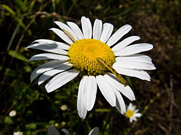 blossom with caterpillar